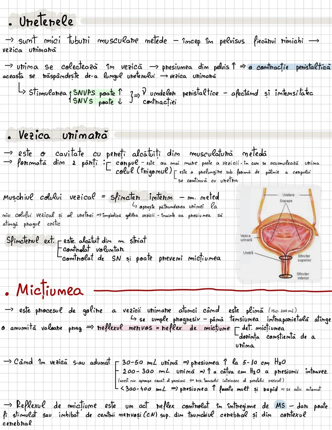 # Excretia
, --- OCR Start ---
Excretia
H2O si subst. mefolositoare, cele toxice, cele în exces
→ este procesul prim care
sumt elimimate dim