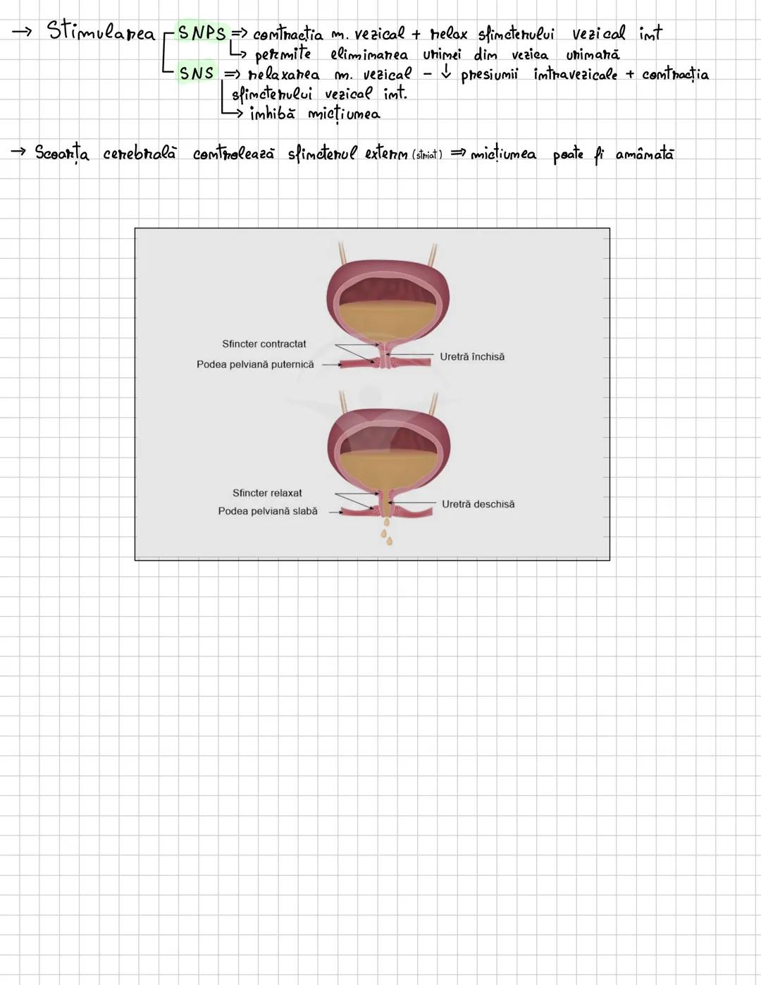 # Excretia
, --- OCR Start ---
Excretia
H2O si subst. mefolositoare, cele toxice, cele în exces
→ este procesul prim care
sumt elimimate dim