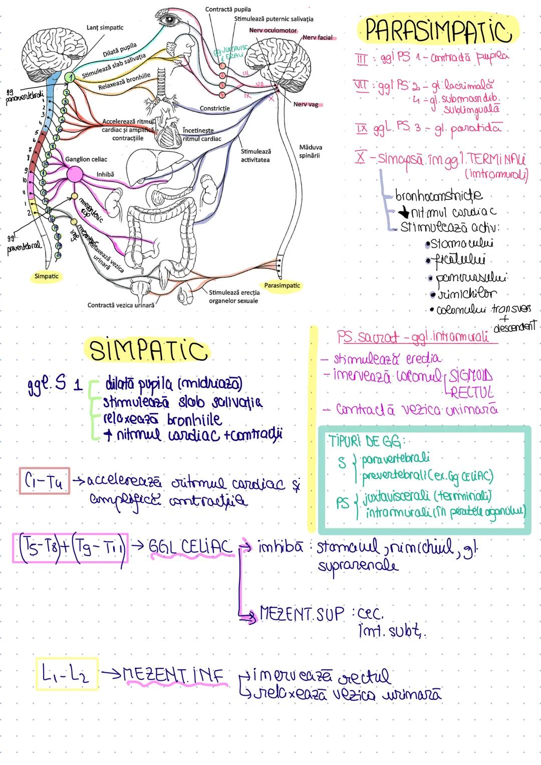 Explicatie desen  BARRON’S SISTEMUL NERVOS