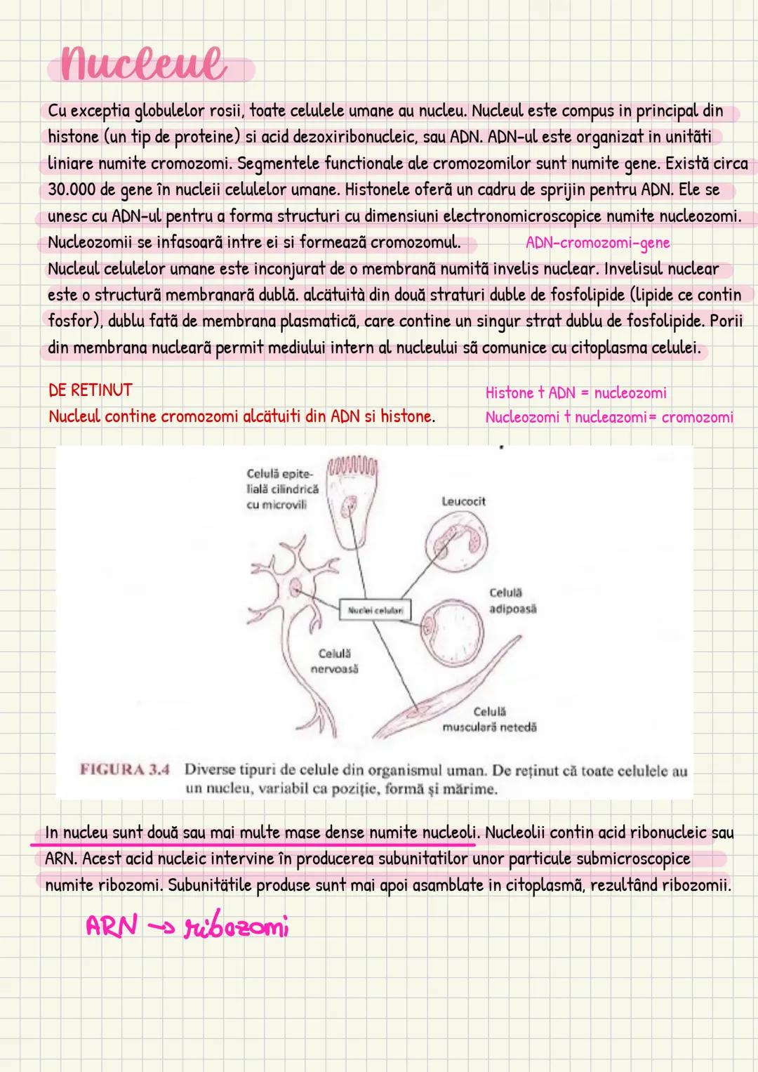 Medicina # Capitolul unu
Introducere în anatomie si
fiziologie
Anatomie
ANATOMIA MaCROSCOPICA STUDIAZA STRUCTURILE CORPULUI CARE SUNT VIZIBI