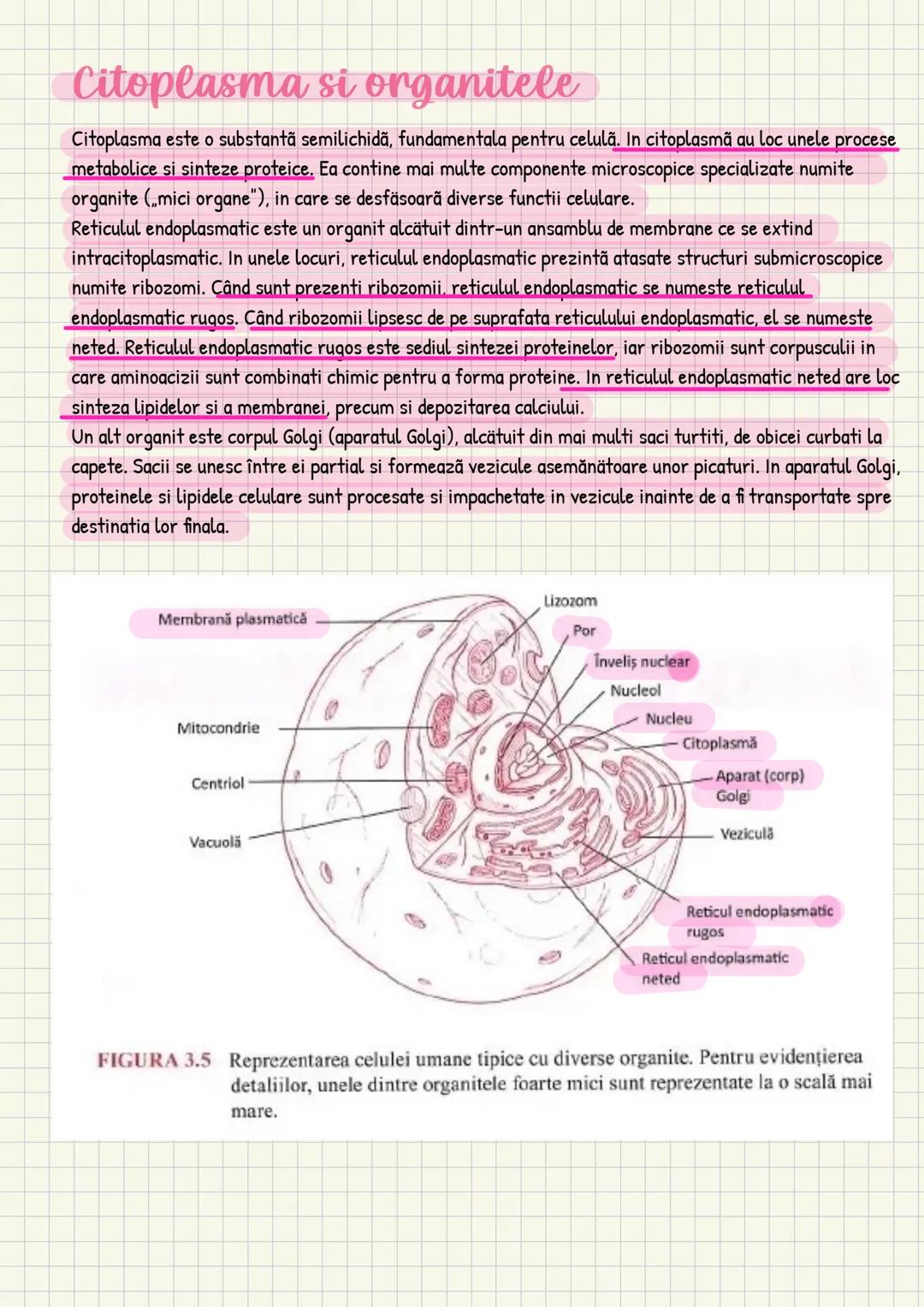 Medicina # Capitolul unu
Introducere în anatomie si
fiziologie
Anatomie
ANATOMIA MaCROSCOPICA STUDIAZA STRUCTURILE CORPULUI CARE SUNT VIZIBI