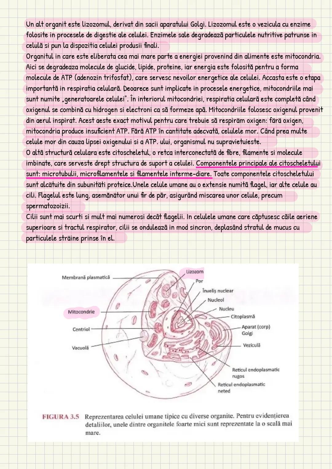 Medicina # Capitolul unu
Introducere în anatomie si
fiziologie
Anatomie
ANATOMIA MaCROSCOPICA STUDIAZA STRUCTURILE CORPULUI CARE SUNT VIZIBI