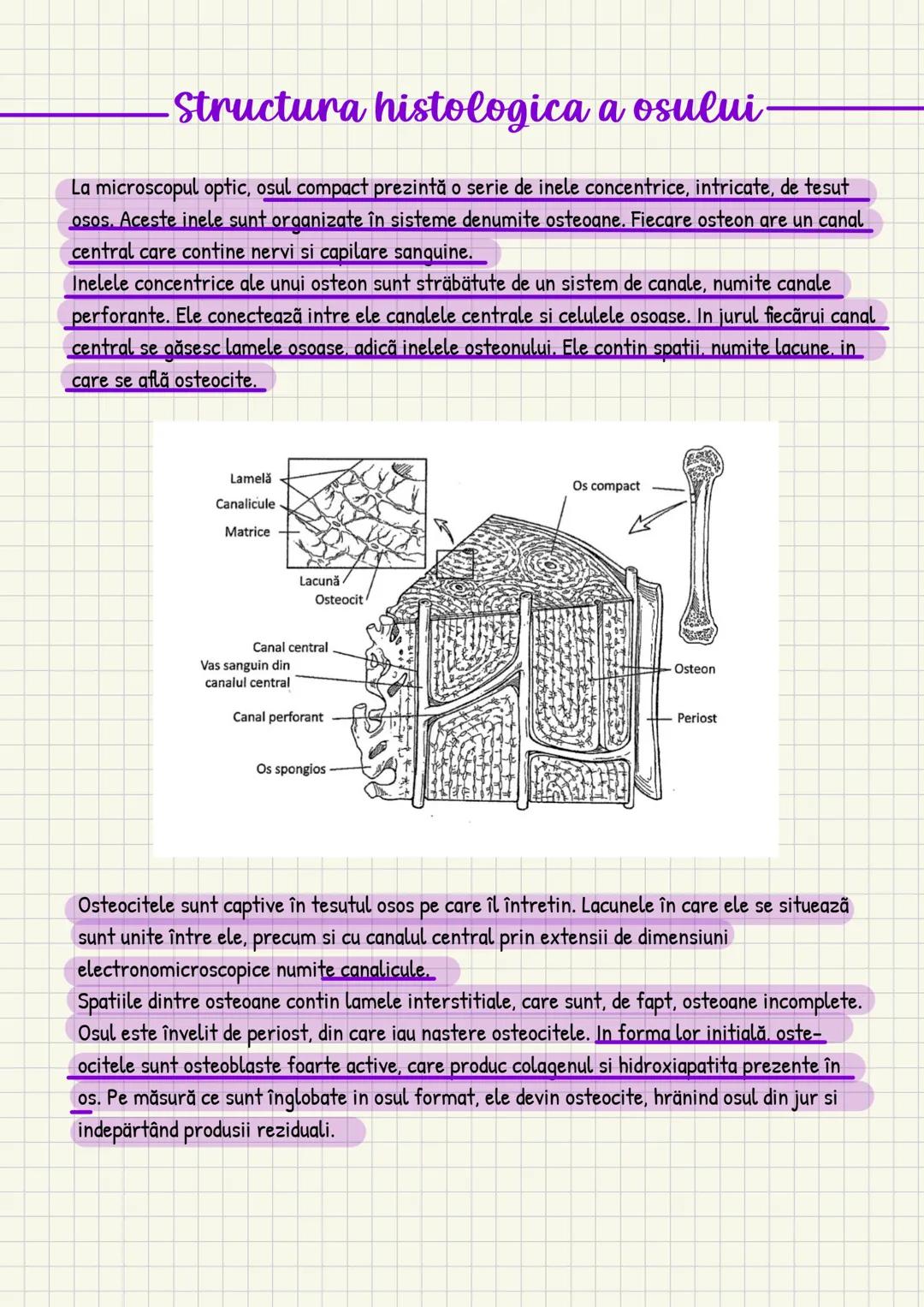 Medicina # Capitolul unu
Introducere în anatomie si
fiziologie
Anatomie
ANATOMIA MaCROSCOPICA STUDIAZA STRUCTURILE CORPULUI CARE SUNT VIZIBI