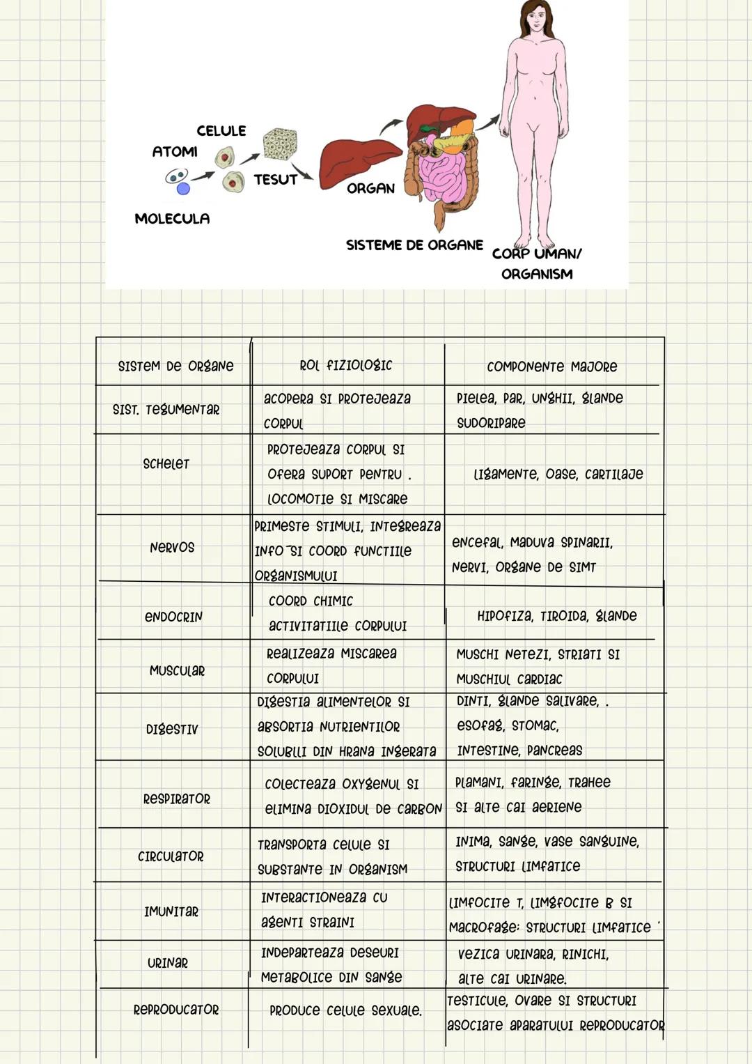 Medicina # Capitolul unu
Introducere în anatomie si
fiziologie
Anatomie
ANATOMIA MaCROSCOPICA STUDIAZA STRUCTURILE CORPULUI CARE SUNT VIZIBI