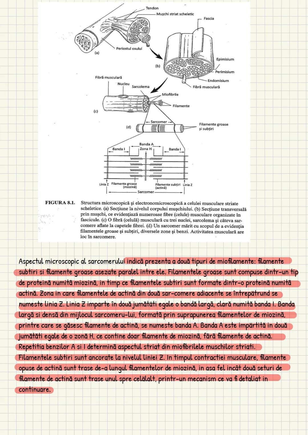 Medicina # Capitolul unu
Introducere în anatomie si
fiziologie
Anatomie
ANATOMIA MaCROSCOPICA STUDIAZA STRUCTURILE CORPULUI CARE SUNT VIZIBI