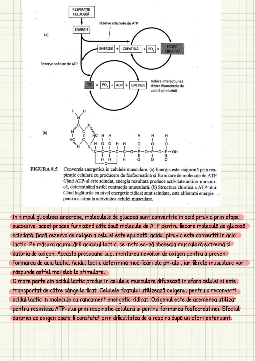 Medicina # Capitolul unu
Introducere în anatomie si
fiziologie
Anatomie
ANATOMIA MaCROSCOPICA STUDIAZA STRUCTURILE CORPULUI CARE SUNT VIZIBI