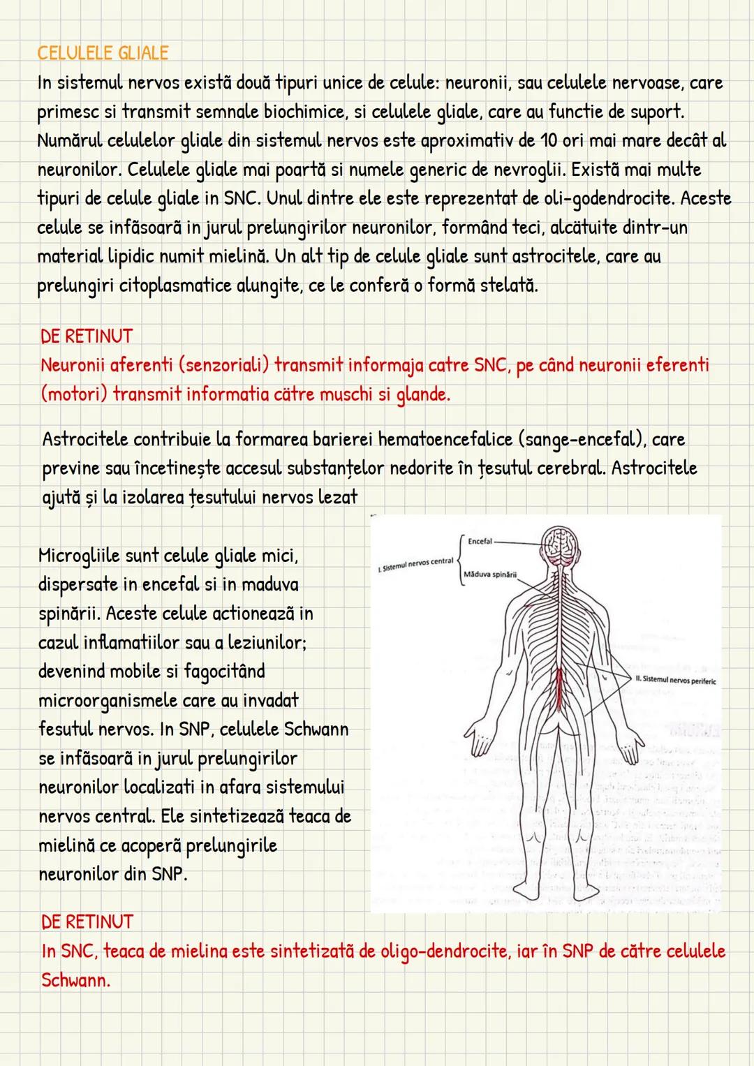 Medicina # Capitolul unu
Introducere în anatomie si
fiziologie
Anatomie
ANATOMIA MaCROSCOPICA STUDIAZA STRUCTURILE CORPULUI CARE SUNT VIZIBI