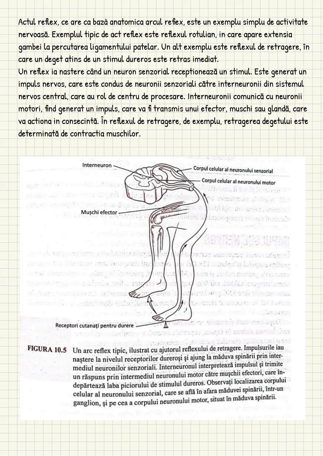 Medicina # Capitolul unu
Introducere în anatomie si
fiziologie
Anatomie
ANATOMIA MaCROSCOPICA STUDIAZA STRUCTURILE CORPULUI CARE SUNT VIZIBI