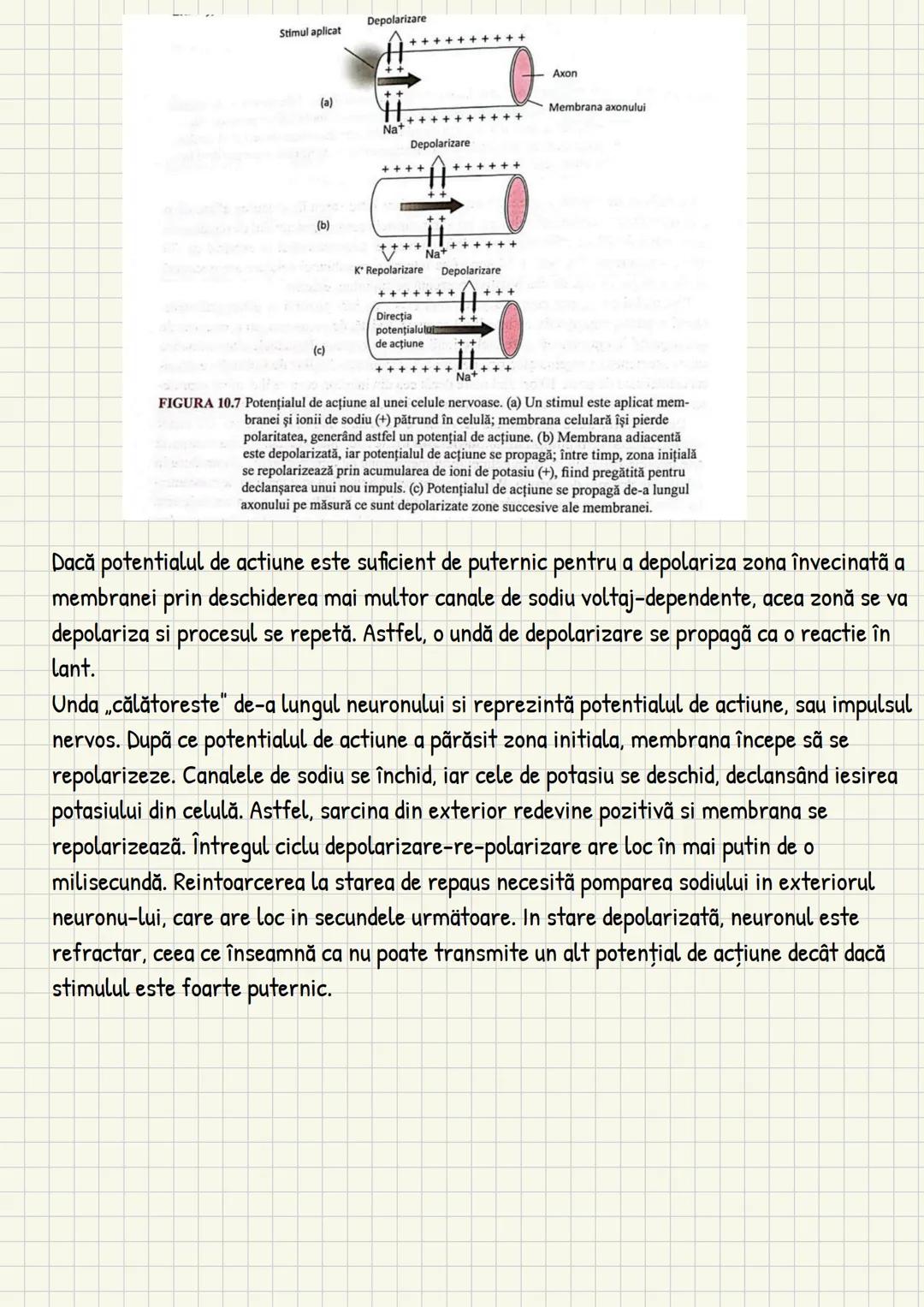 Medicina # Capitolul unu
Introducere în anatomie si
fiziologie
Anatomie
ANATOMIA MaCROSCOPICA STUDIAZA STRUCTURILE CORPULUI CARE SUNT VIZIBI