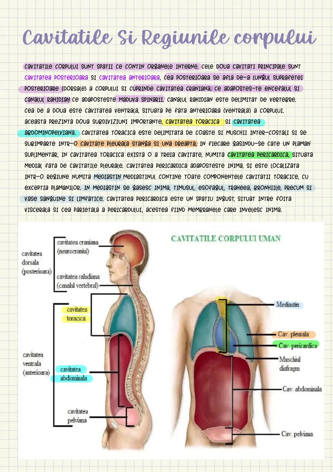 Medicina # Capitolul unu
Introducere în anatomie si
fiziologie
Anatomie
ANATOMIA MaCROSCOPICA STUDIAZA STRUCTURILE CORPULUI CARE SUNT VIZIBI