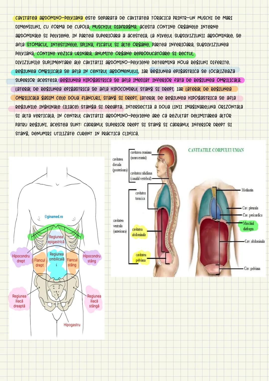 Medicina # Capitolul unu
Introducere în anatomie si
fiziologie
Anatomie
ANATOMIA MaCROSCOPICA STUDIAZA STRUCTURILE CORPULUI CARE SUNT VIZIBI