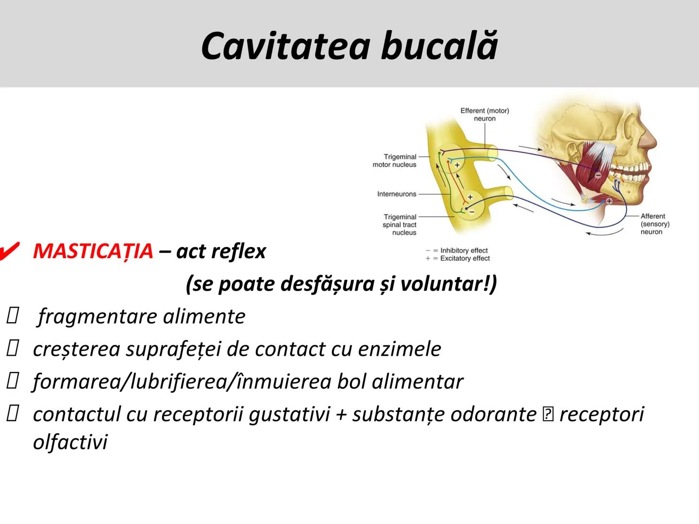 DIGESTIA ŞI ABSORBŢIA Generalități
• Sistemul digestiv = organe la
nivelul căruia se realizează:
☐ digestia alimentelor
☐ transformarea în p