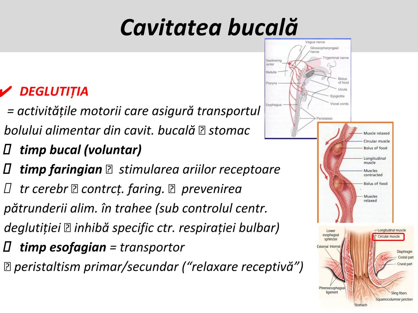 DIGESTIA ŞI ABSORBŢIA Generalități
• Sistemul digestiv = organe la
nivelul căruia se realizează:
☐ digestia alimentelor
☐ transformarea în p
