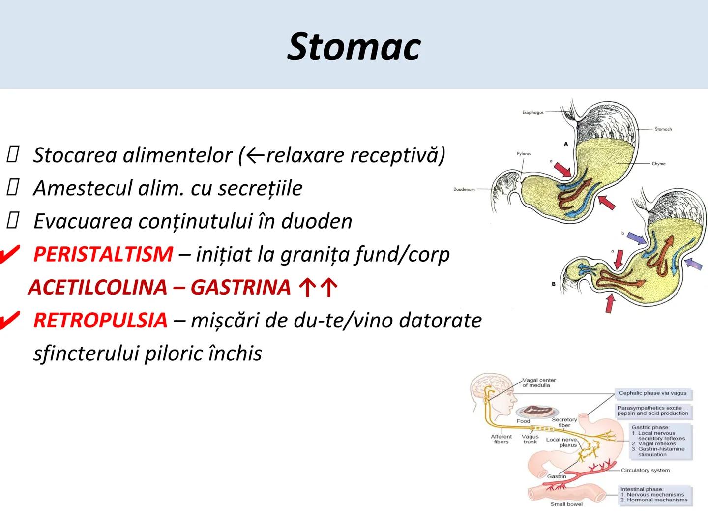 DIGESTIA ŞI ABSORBŢIA Generalități
• Sistemul digestiv = organe la
nivelul căruia se realizează:
☐ digestia alimentelor
☐ transformarea în p