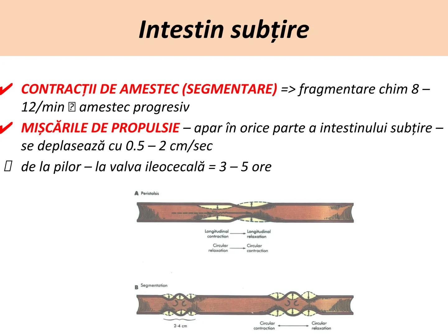 DIGESTIA ŞI ABSORBŢIA Generalități
• Sistemul digestiv = organe la
nivelul căruia se realizează:
☐ digestia alimentelor
☐ transformarea în p