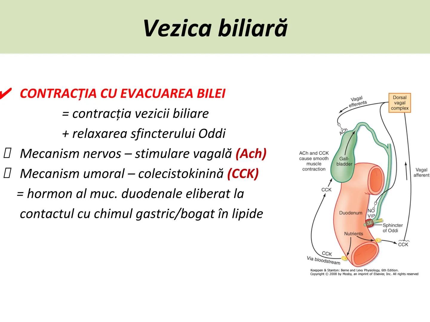 DIGESTIA ŞI ABSORBŢIA Generalități
• Sistemul digestiv = organe la
nivelul căruia se realizează:
☐ digestia alimentelor
☐ transformarea în p
