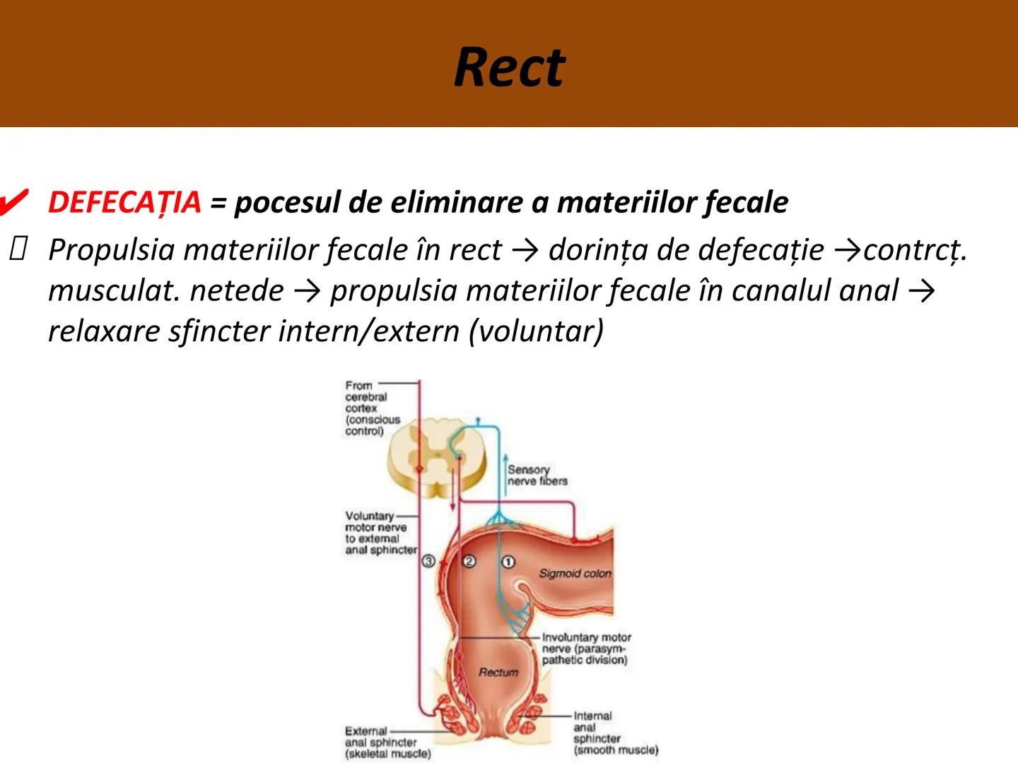 DIGESTIA ŞI ABSORBŢIA Generalități
• Sistemul digestiv = organe la
nivelul căruia se realizează:
☐ digestia alimentelor
☐ transformarea în p
