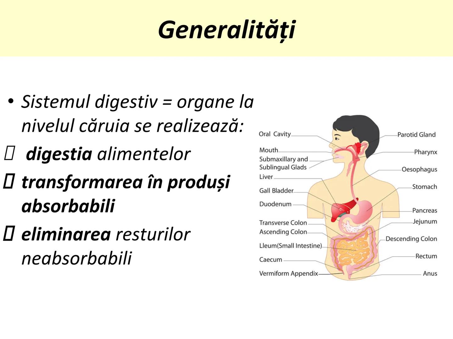 DIGESTIA ŞI ABSORBŢIA Generalități
• Sistemul digestiv = organe la
nivelul căruia se realizează:
☐ digestia alimentelor
☐ transformarea în p