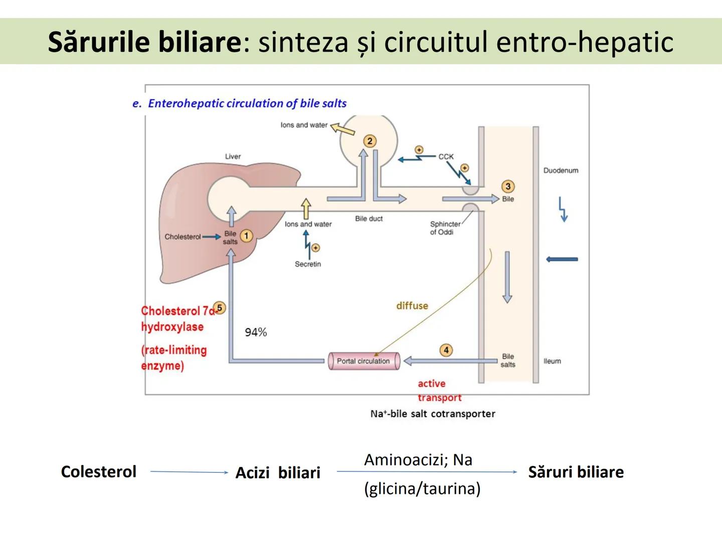 DIGESTIA ŞI ABSORBŢIA Generalități
• Sistemul digestiv = organe la
nivelul căruia se realizează:
☐ digestia alimentelor
☐ transformarea în p