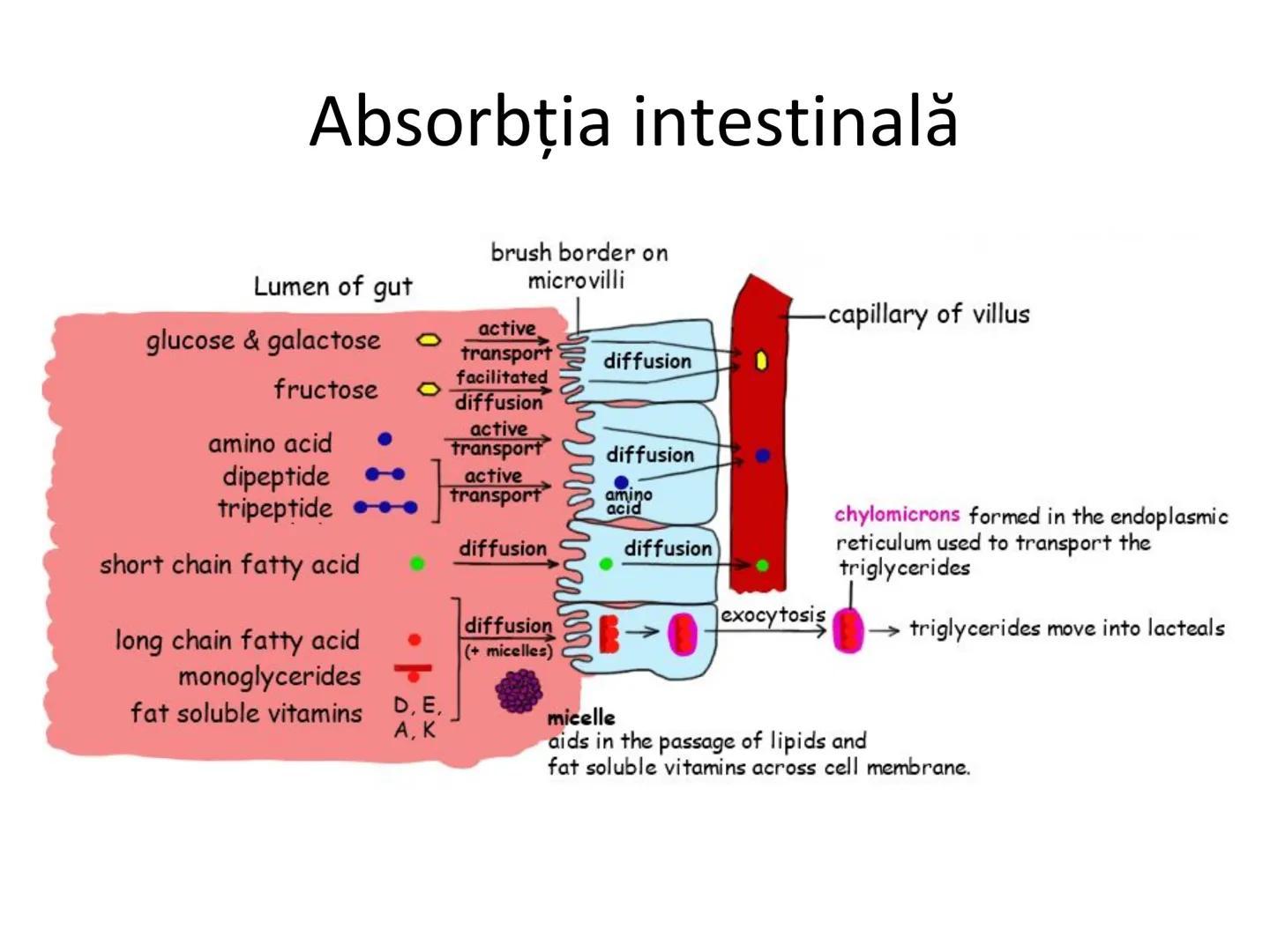 DIGESTIA ŞI ABSORBŢIA Generalități
• Sistemul digestiv = organe la
nivelul căruia se realizează:
☐ digestia alimentelor
☐ transformarea în p