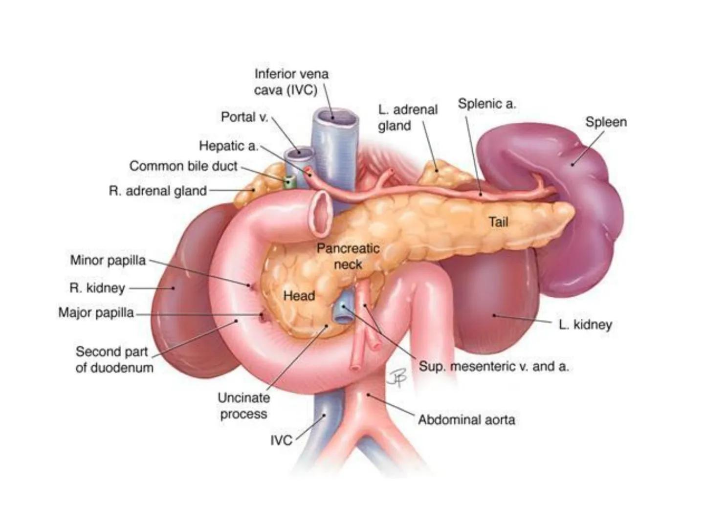 DIGESTIA ŞI ABSORBŢIA Generalități
• Sistemul digestiv = organe la
nivelul căruia se realizează:
☐ digestia alimentelor
☐ transformarea în p
