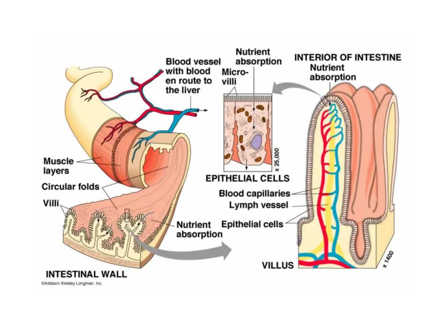 DIGESTIA ŞI ABSORBŢIA Generalități
• Sistemul digestiv = organe la
nivelul căruia se realizează:
☐ digestia alimentelor
☐ transformarea în p