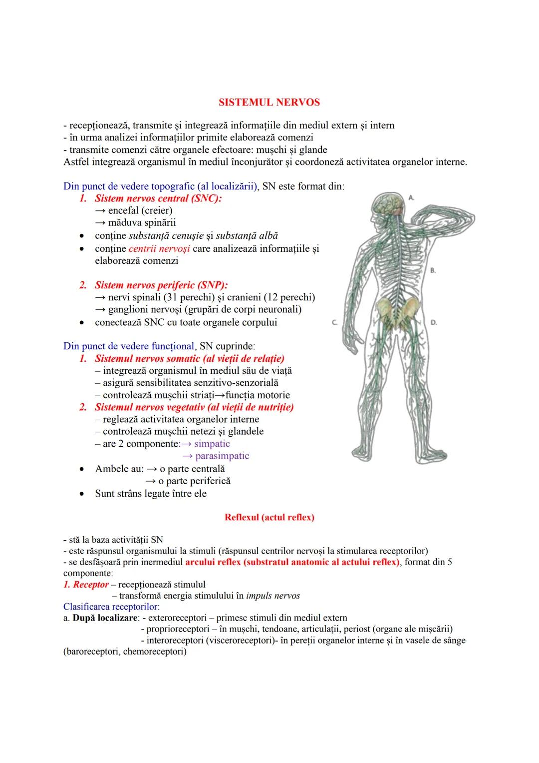 # SISTEMUL NERVOS
- recepționează, transmite și integrează informațiile din mediul extern şi intern
- în urma analizei informațiilor primit