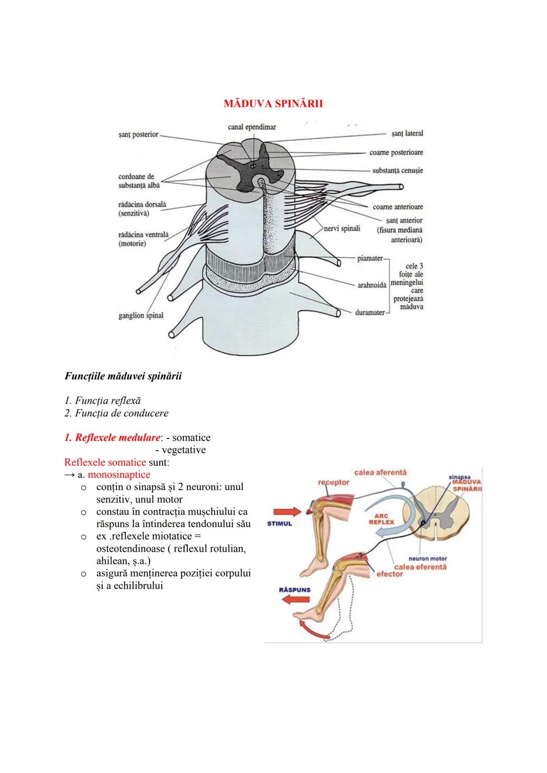 # SISTEMUL NERVOS
- recepționează, transmite și integrează informațiile din mediul extern şi intern
- în urma analizei informațiilor primit