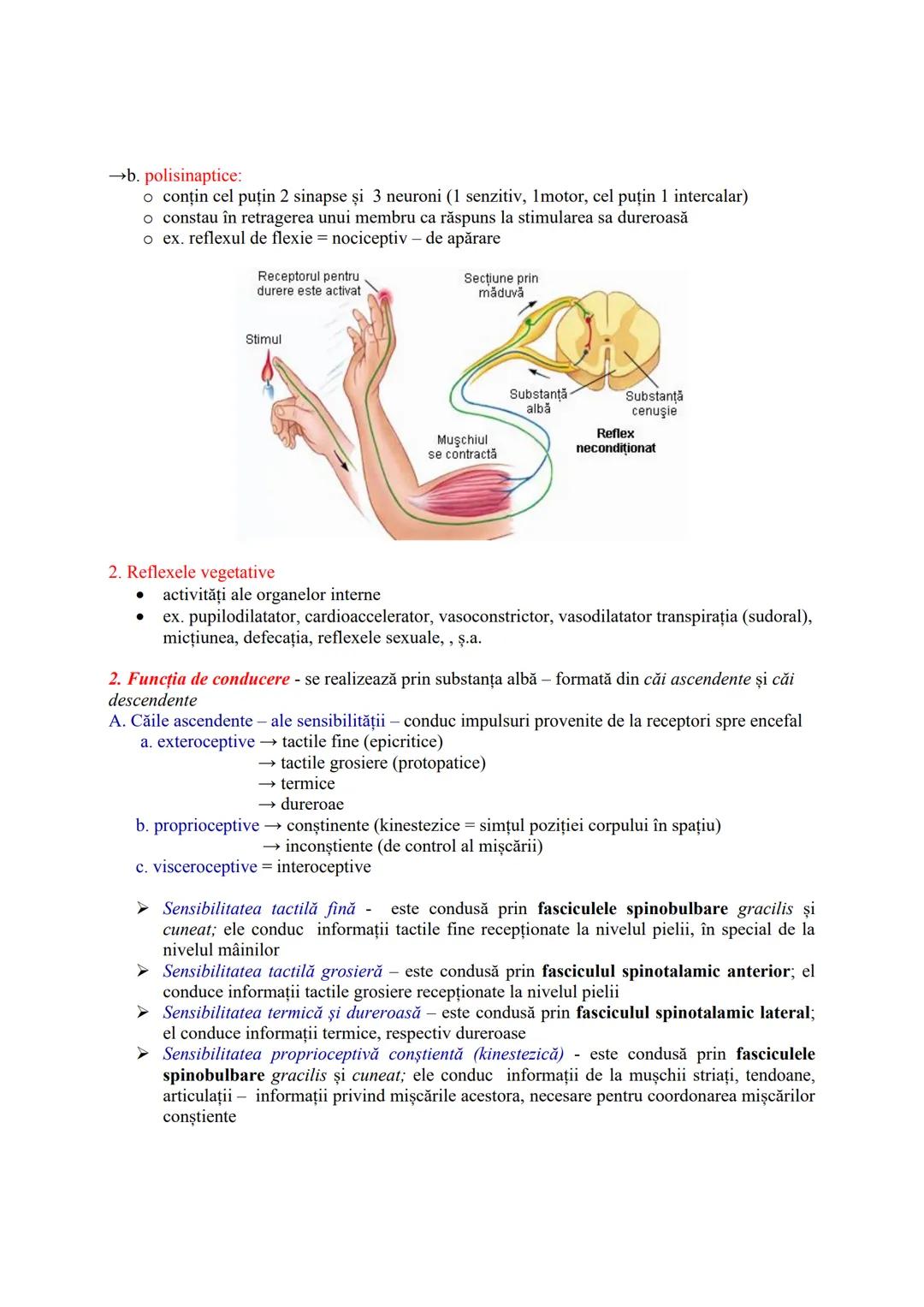 # SISTEMUL NERVOS
- recepționează, transmite și integrează informațiile din mediul extern şi intern
- în urma analizei informațiilor primit