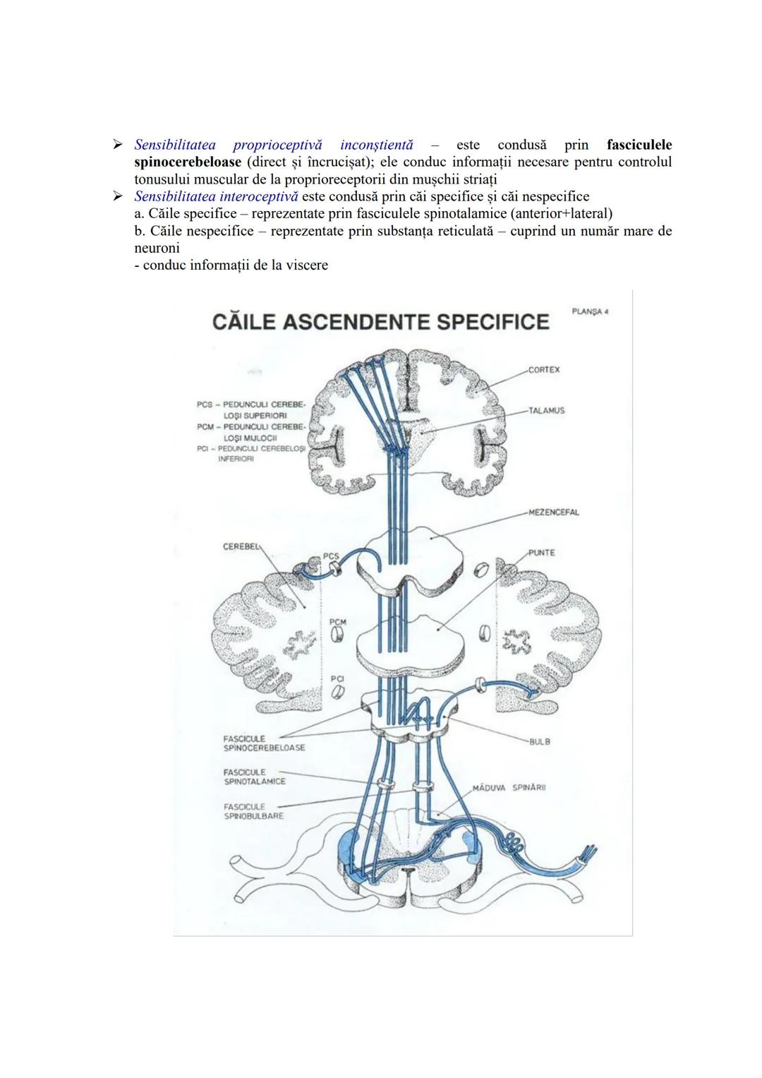 # SISTEMUL NERVOS
- recepționează, transmite și integrează informațiile din mediul extern şi intern
- în urma analizei informațiilor primit