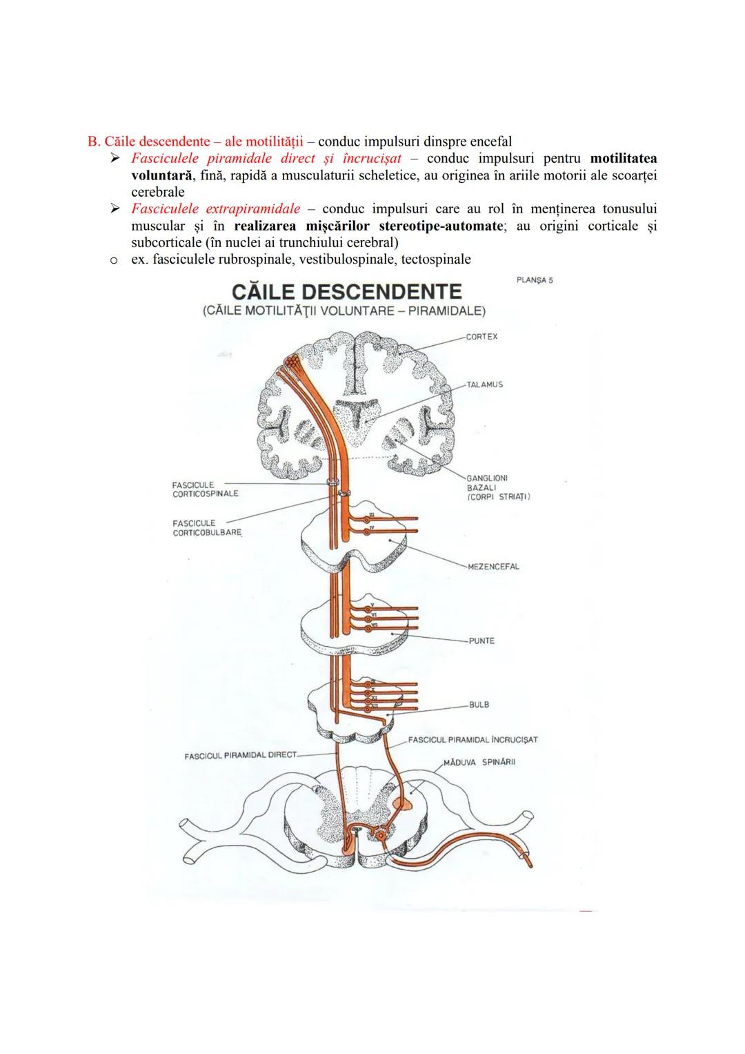 # SISTEMUL NERVOS
- recepționează, transmite și integrează informațiile din mediul extern şi intern
- în urma analizei informațiilor primit