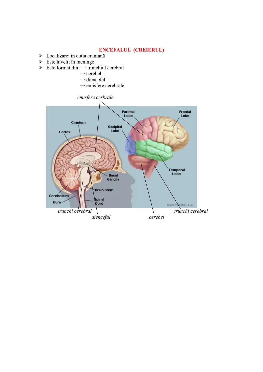 # SISTEMUL NERVOS
- recepționează, transmite și integrează informațiile din mediul extern şi intern
- în urma analizei informațiilor primit