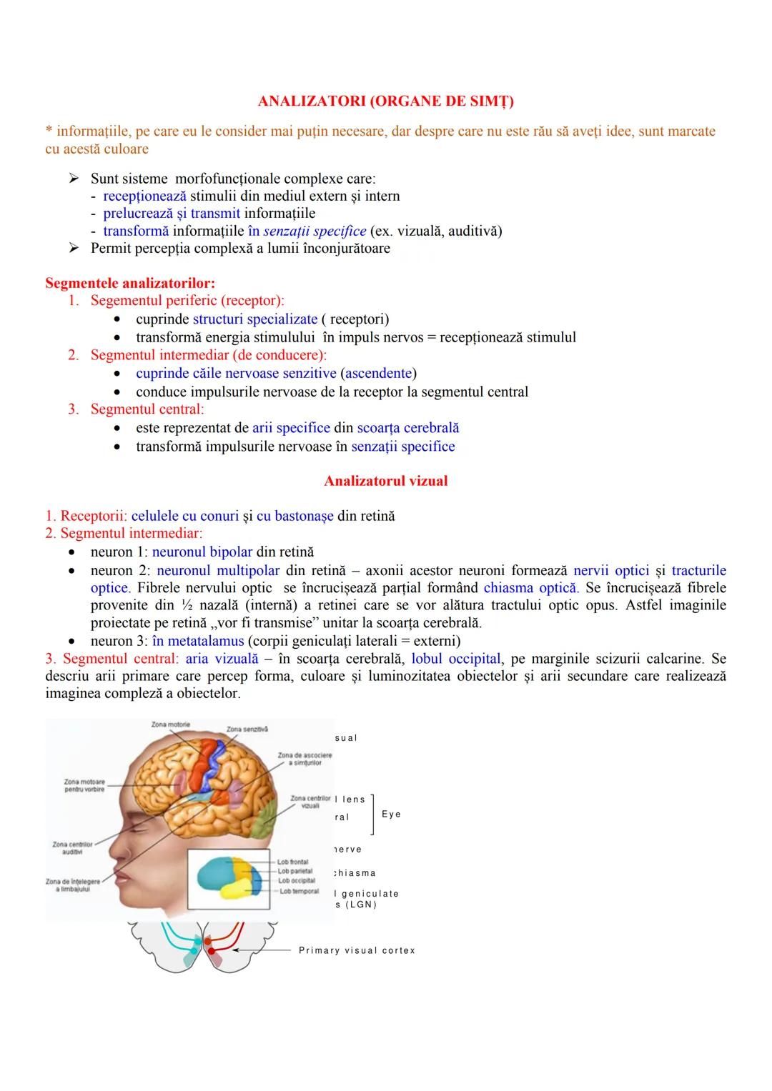 # ANALIZATORI (ORGANE DE SIMȚ)
* informațiile, pe care eu le consider mai puțin necesare, dar despre care nu este rău să aveți idee, sunt m