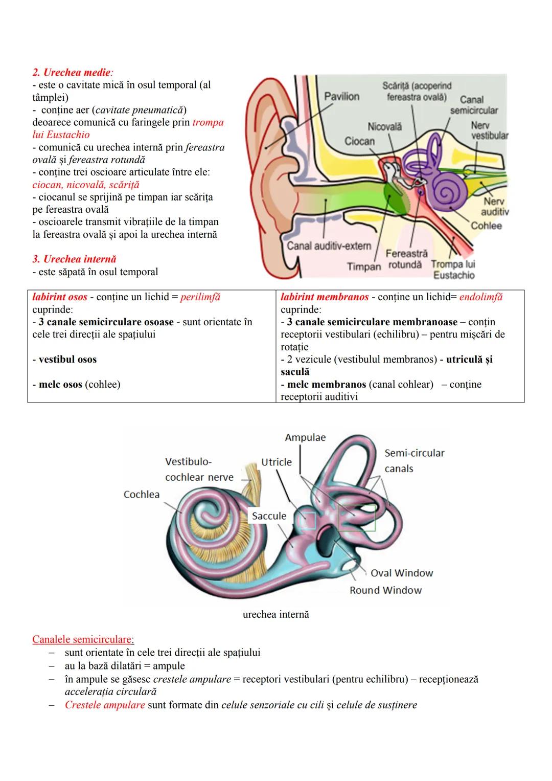 # ANALIZATORI (ORGANE DE SIMȚ)
* informațiile, pe care eu le consider mai puțin necesare, dar despre care nu este rău să aveți idee, sunt m
