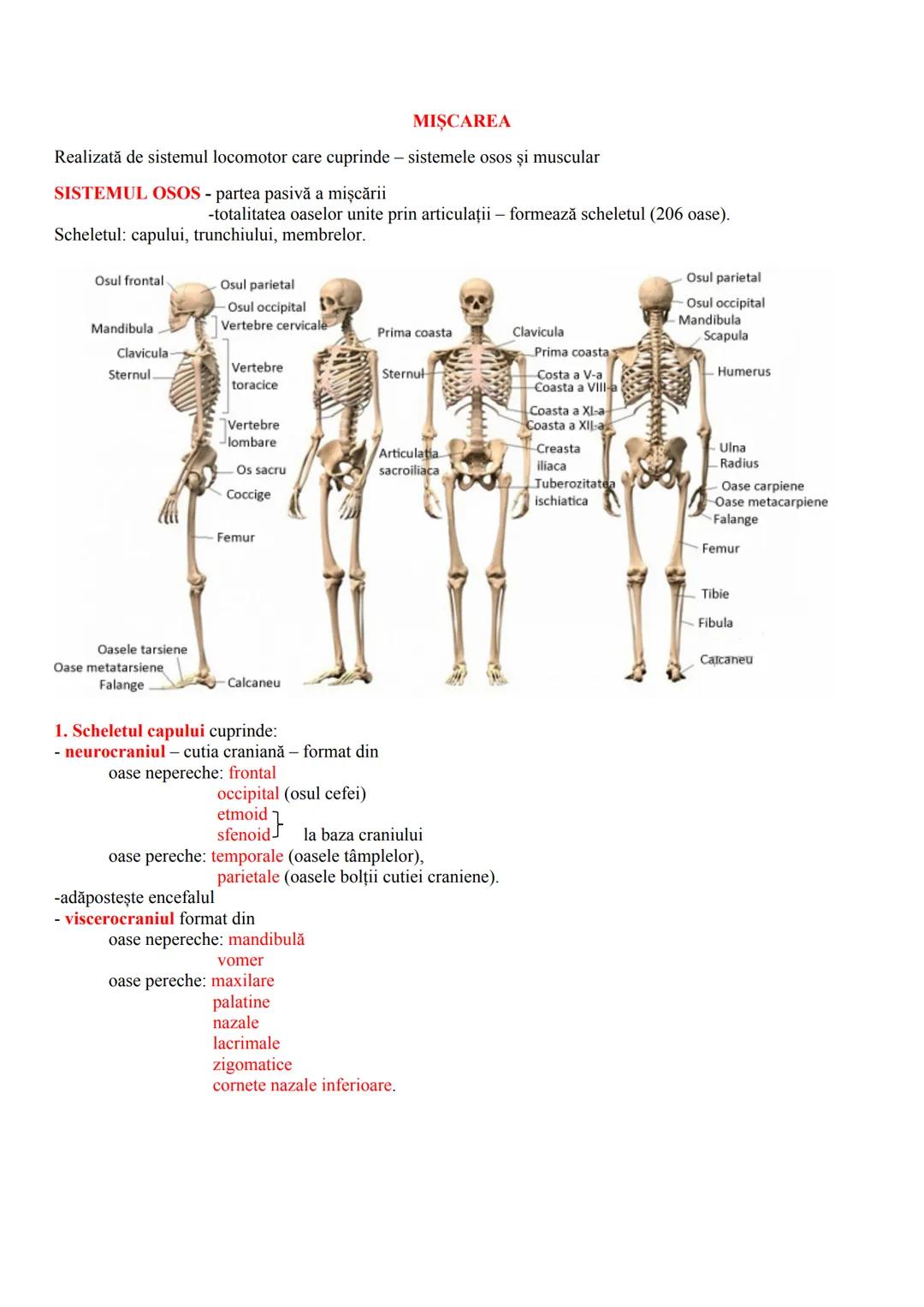 SISTEMUL OSOS+MUSCULAR