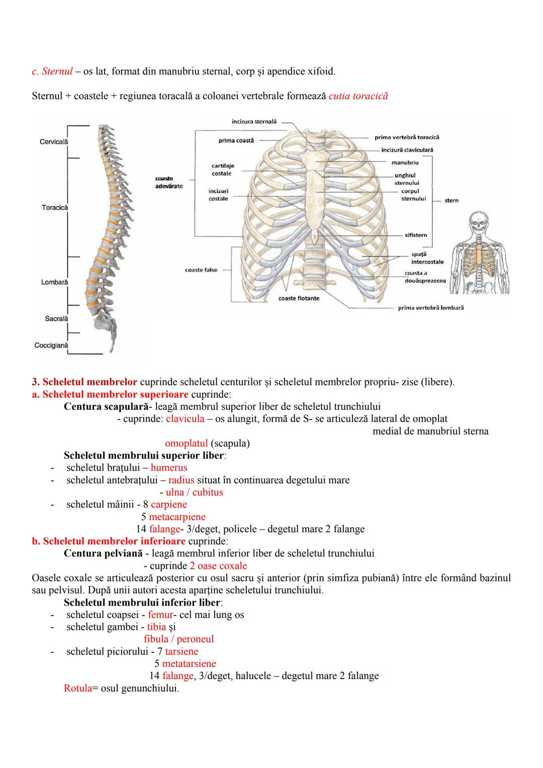 MIŞCAREA
Realizată de sistemul locomotor care cuprinde - sistemele osos şi muscular
SISTEMUL OSOS - partea pasivă a mişcării
-totalitatea oa