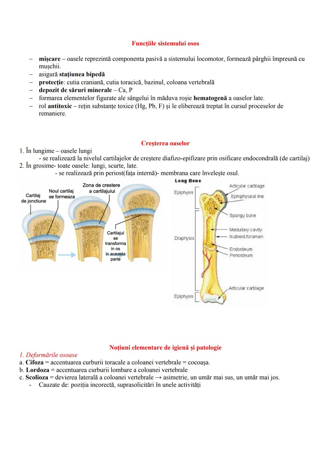 MIŞCAREA
Realizată de sistemul locomotor care cuprinde - sistemele osos şi muscular
SISTEMUL OSOS - partea pasivă a mişcării
-totalitatea oa