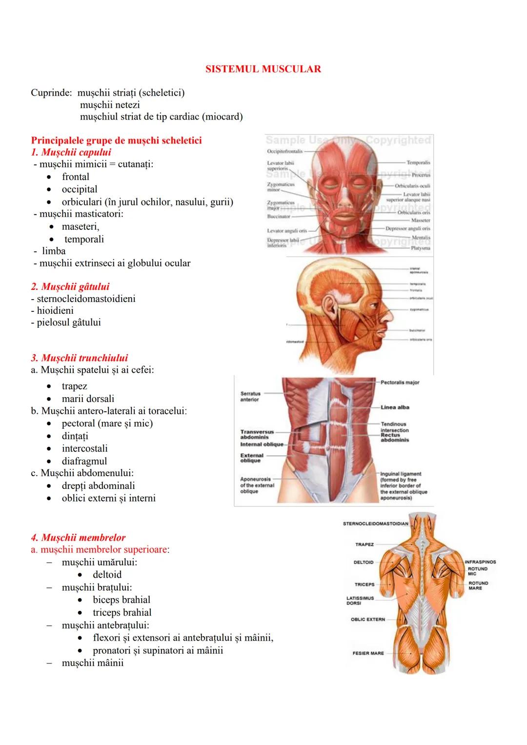 MIŞCAREA
Realizată de sistemul locomotor care cuprinde - sistemele osos şi muscular
SISTEMUL OSOS - partea pasivă a mişcării
-totalitatea oa