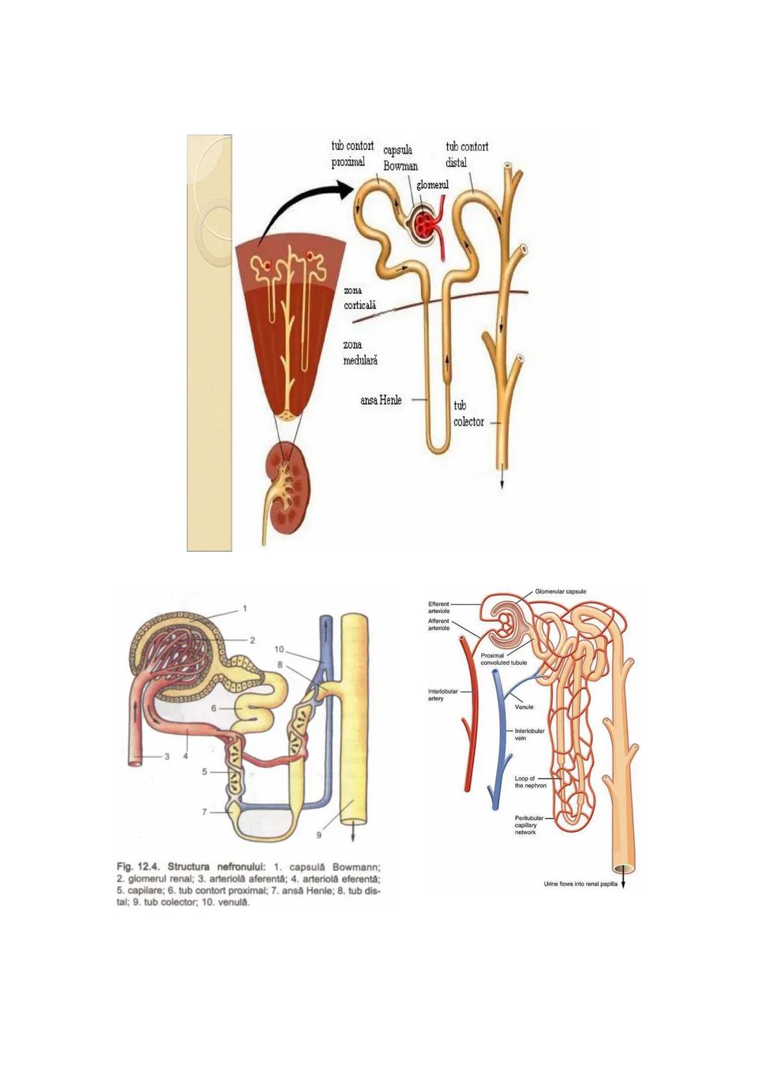 # EXCREȚIA
# Excreția
Excreția este eliminarea substanțelor toxice, rezultate din metabolismul celular, a
substanțelor aflate în exces (ex.