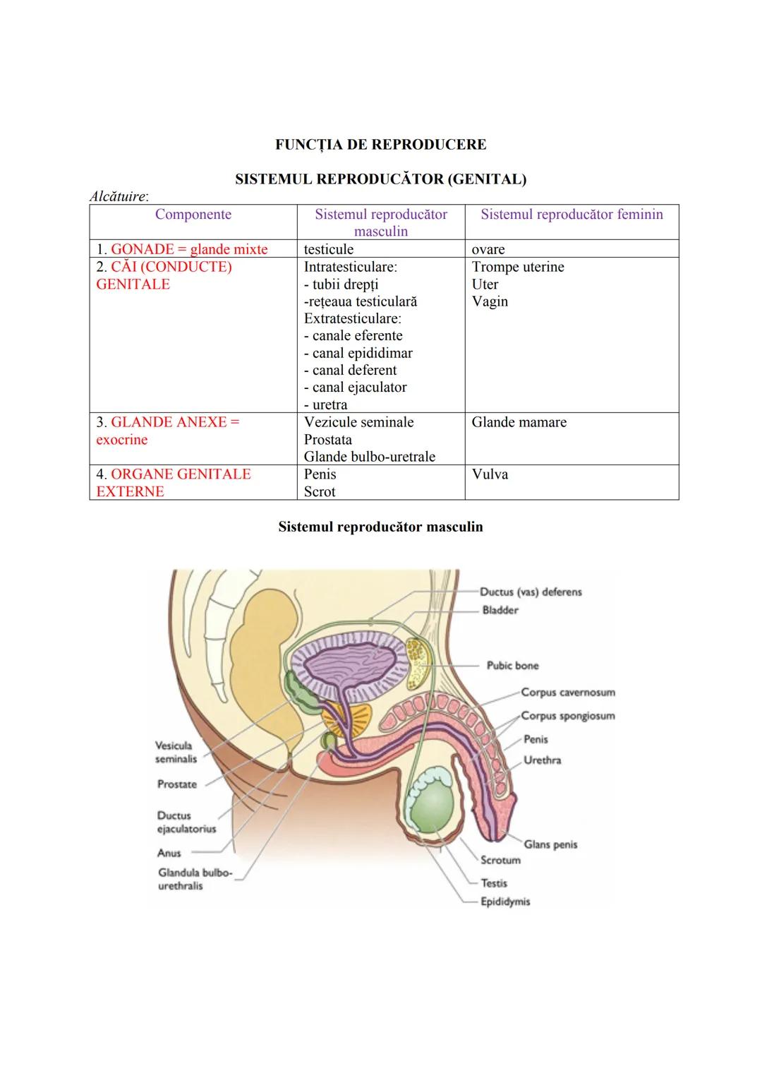 Alcătuire:
Componente
1. GONADE = glande mixte
2. CAI (CONDUCTE)
GENITALE
FUNCŢIA DE REPRODUCERE
SISTEMUL REPRODUCĂTOR (GENITAL)
Sistemul re