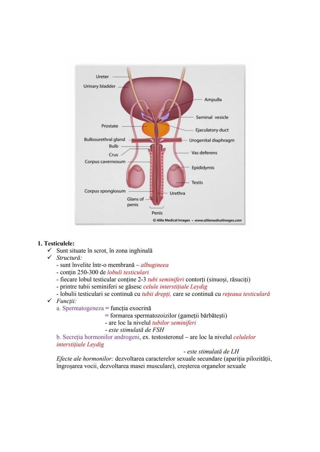 Alcătuire:
Componente
1. GONADE = glande mixte
2. CAI (CONDUCTE)
GENITALE
FUNCŢIA DE REPRODUCERE
SISTEMUL REPRODUCĂTOR (GENITAL)
Sistemul re