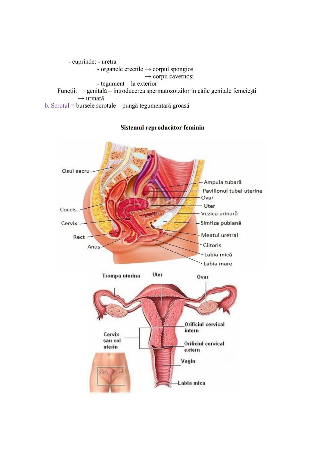 Alcătuire:
Componente
1. GONADE = glande mixte
2. CAI (CONDUCTE)
GENITALE
FUNCŢIA DE REPRODUCERE
SISTEMUL REPRODUCĂTOR (GENITAL)
Sistemul re