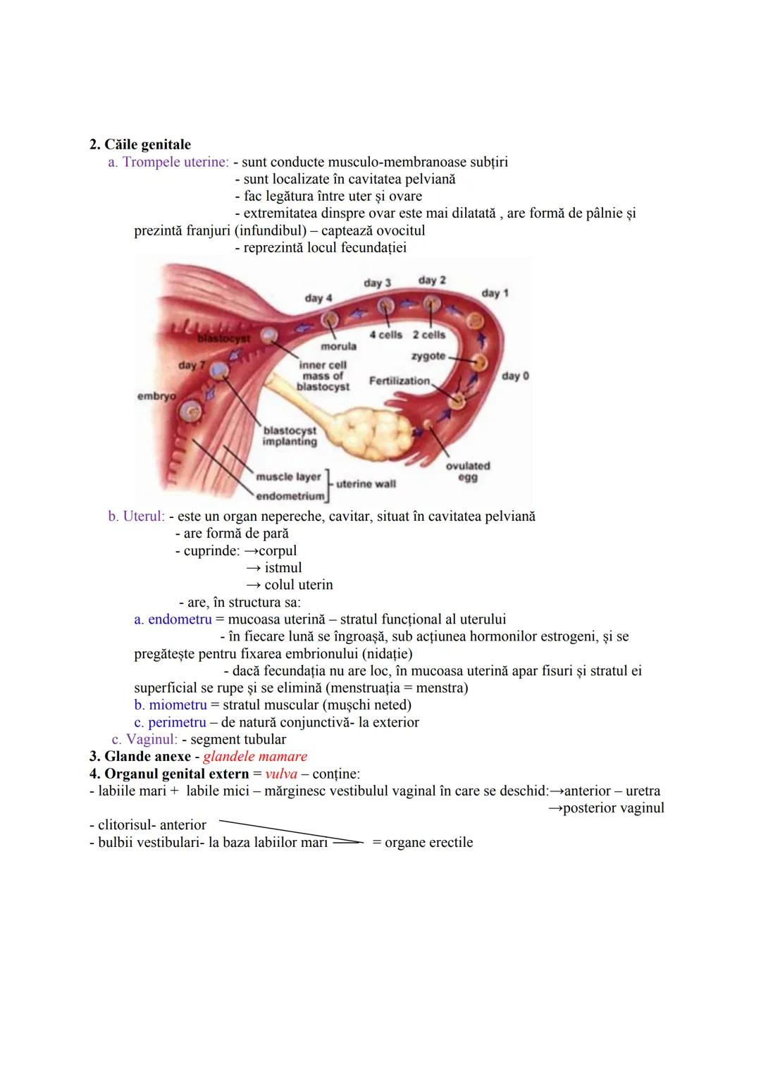 Alcătuire:
Componente
1. GONADE = glande mixte
2. CAI (CONDUCTE)
GENITALE
FUNCŢIA DE REPRODUCERE
SISTEMUL REPRODUCĂTOR (GENITAL)
Sistemul re