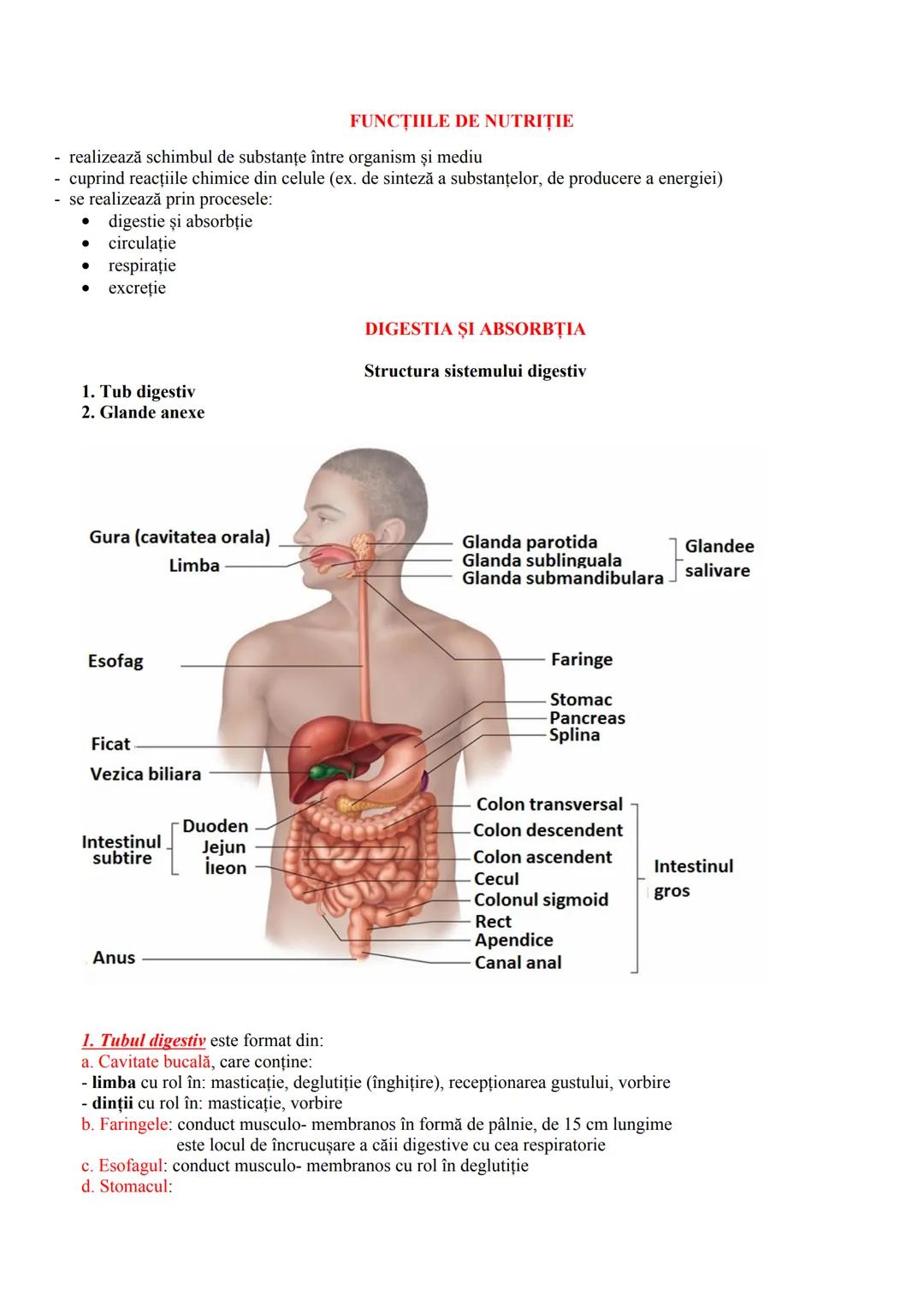 # FUNCȚIILE DE NUTRIŢIE
- realizează schimbul de substanțe între organism şi mediu
- cuprind reacțiile chimice din celule (ex. de sinteză a