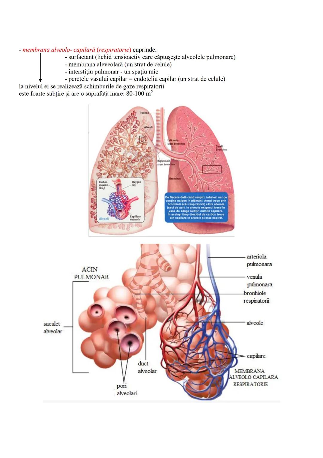 # FUNCȚIILE DE NUTRIŢIE
- realizează schimbul de substanțe între organism şi mediu
- cuprind reacțiile chimice din celule (ex. de sinteză a