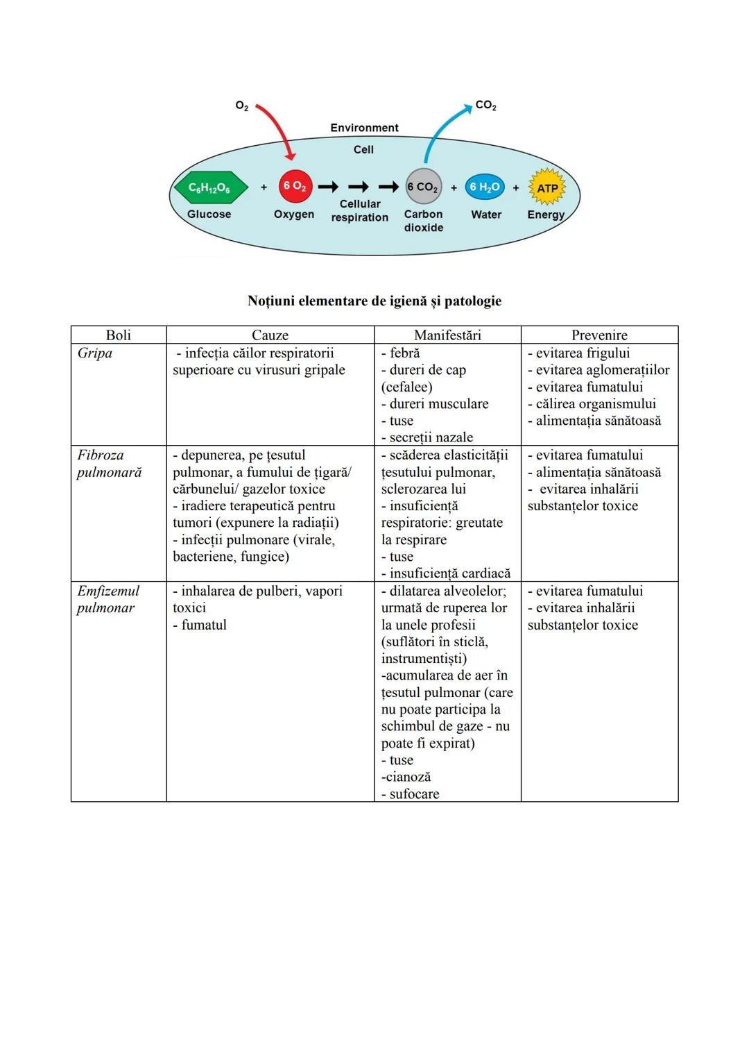 # FUNCȚIILE DE NUTRIŢIE
- realizează schimbul de substanțe între organism şi mediu
- cuprind reacțiile chimice din celule (ex. de sinteză a