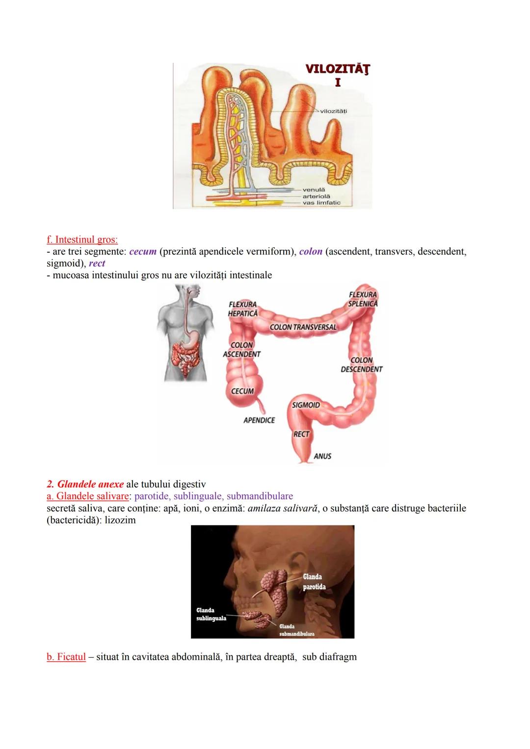 # FUNCȚIILE DE NUTRIŢIE
- realizează schimbul de substanțe între organism şi mediu
- cuprind reacțiile chimice din celule (ex. de sinteză a