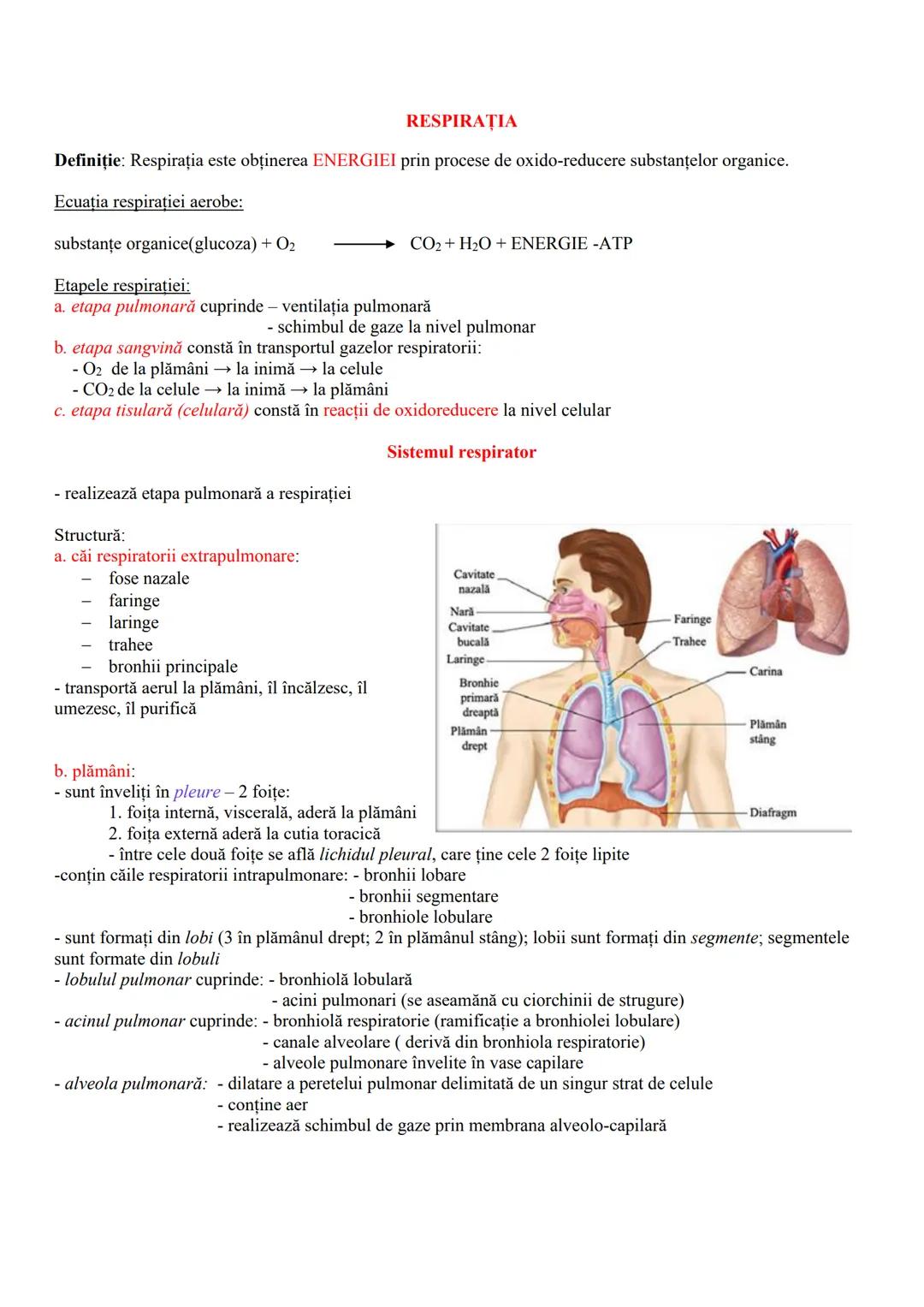 # FUNCȚIILE DE NUTRIŢIE
- realizează schimbul de substanțe între organism şi mediu
- cuprind reacțiile chimice din celule (ex. de sinteză a