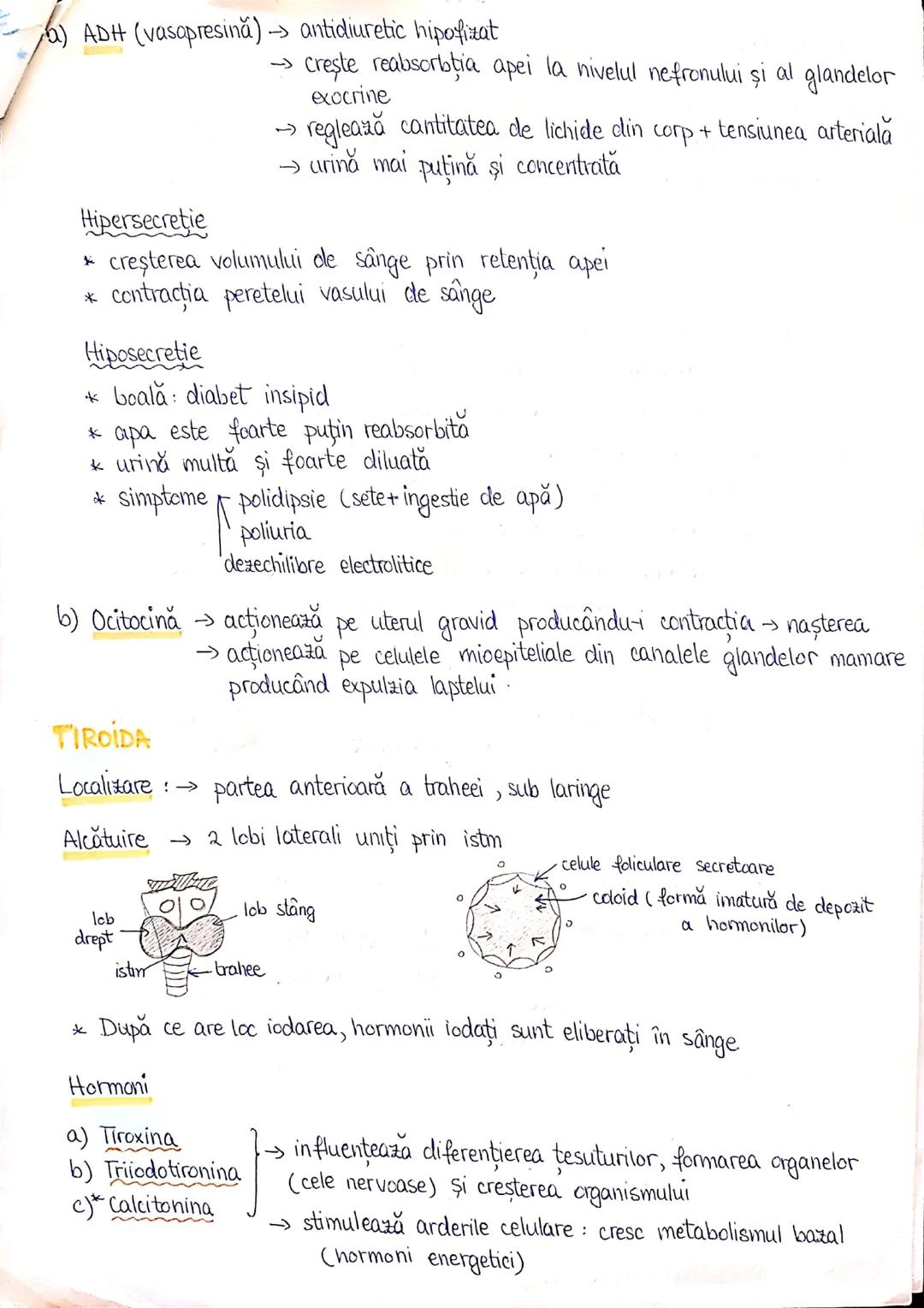 # PLANURI SI RAPORTURI ANATOMICE
## TOPOGRAFIA ORGANELORN
Axele corpului omenesc.
lateral drept
anterior (ventral)
Superior (cranial)
p