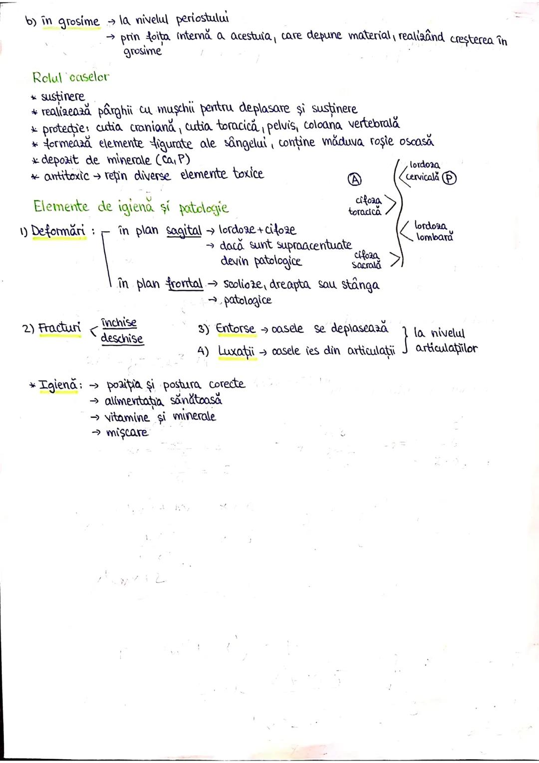 # PLANURI SI RAPORTURI ANATOMICE
## TOPOGRAFIA ORGANELORN
Axele corpului omenesc.
lateral drept
anterior (ventral)
Superior (cranial)
p